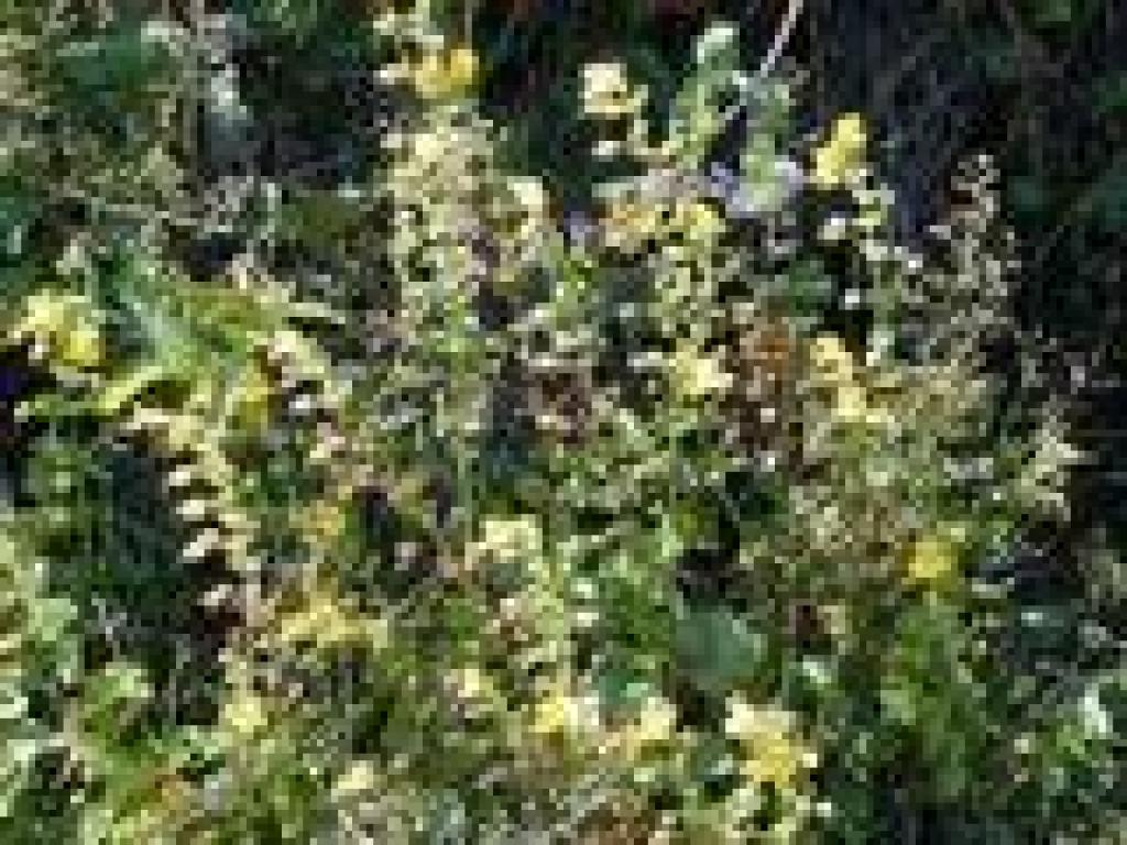 Seep monkeyflower