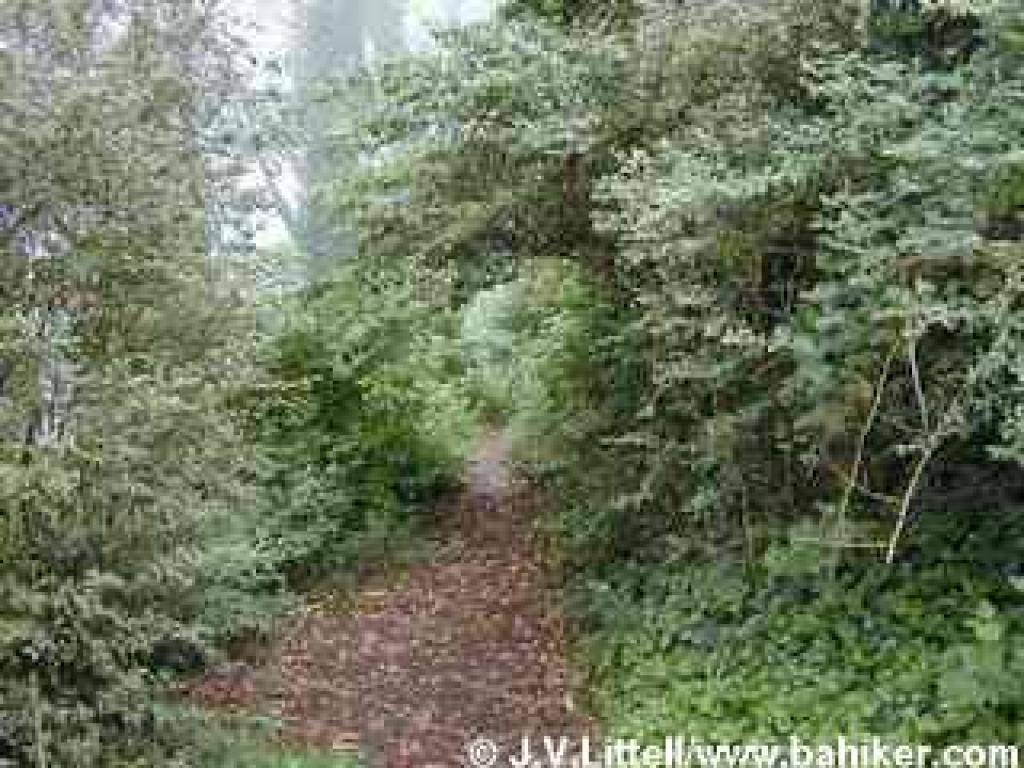 Mount Davidson path