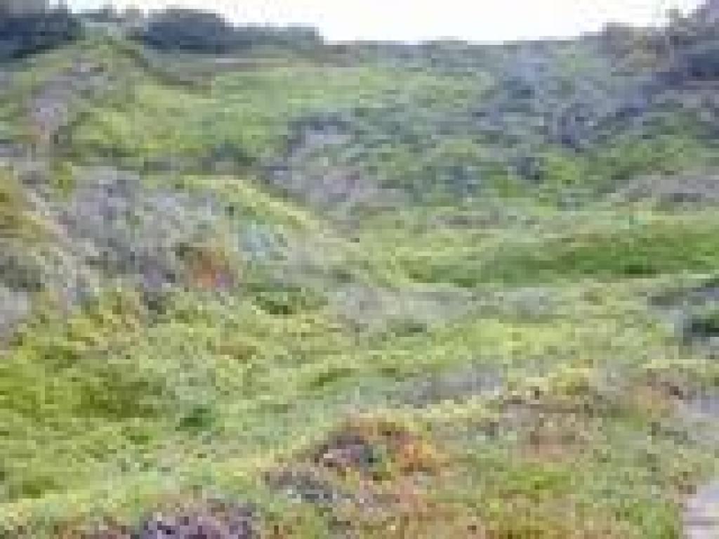 The lush green of springtime
