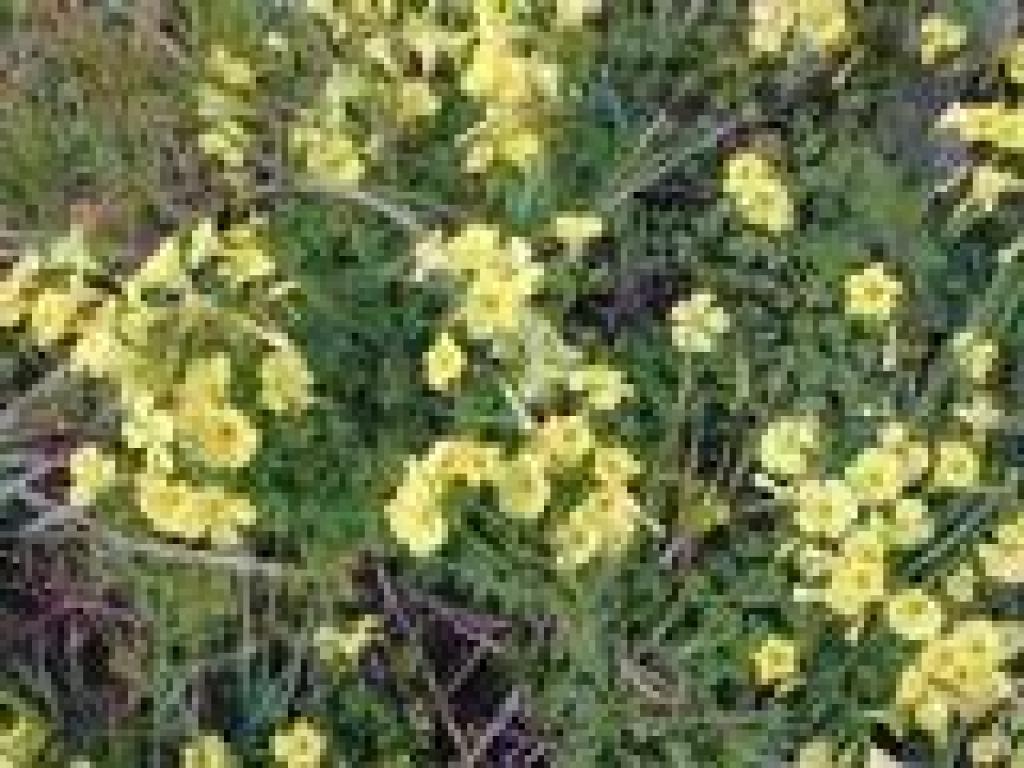 Bermuda sorrel
