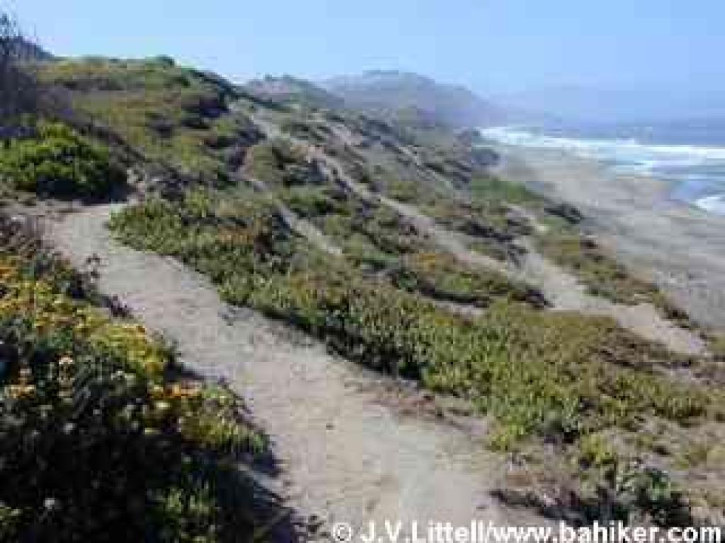 Many paths score the dunes