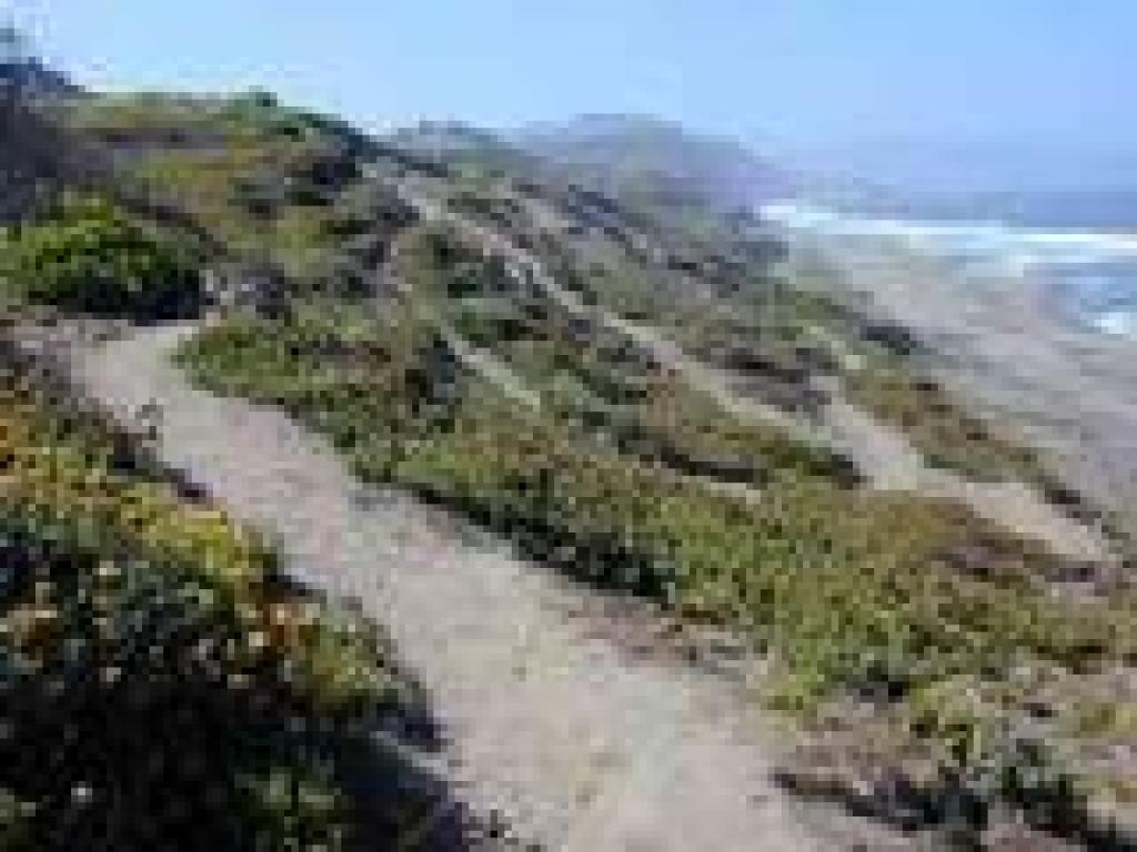 Many paths score the dunes