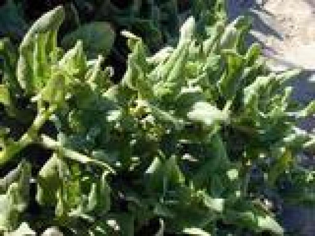 New Zealand spinach