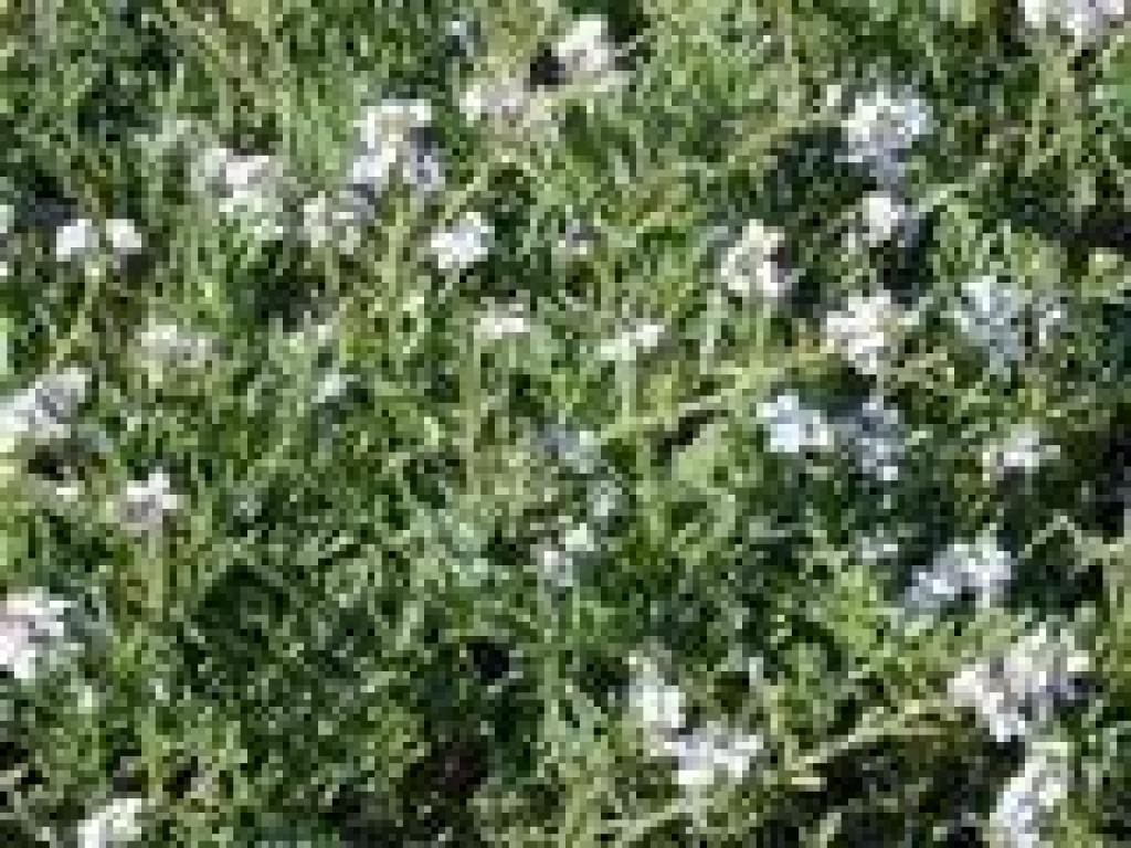 Sea rocket