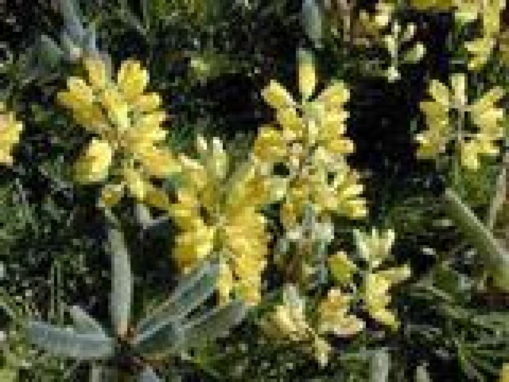 Yellow bush lupine