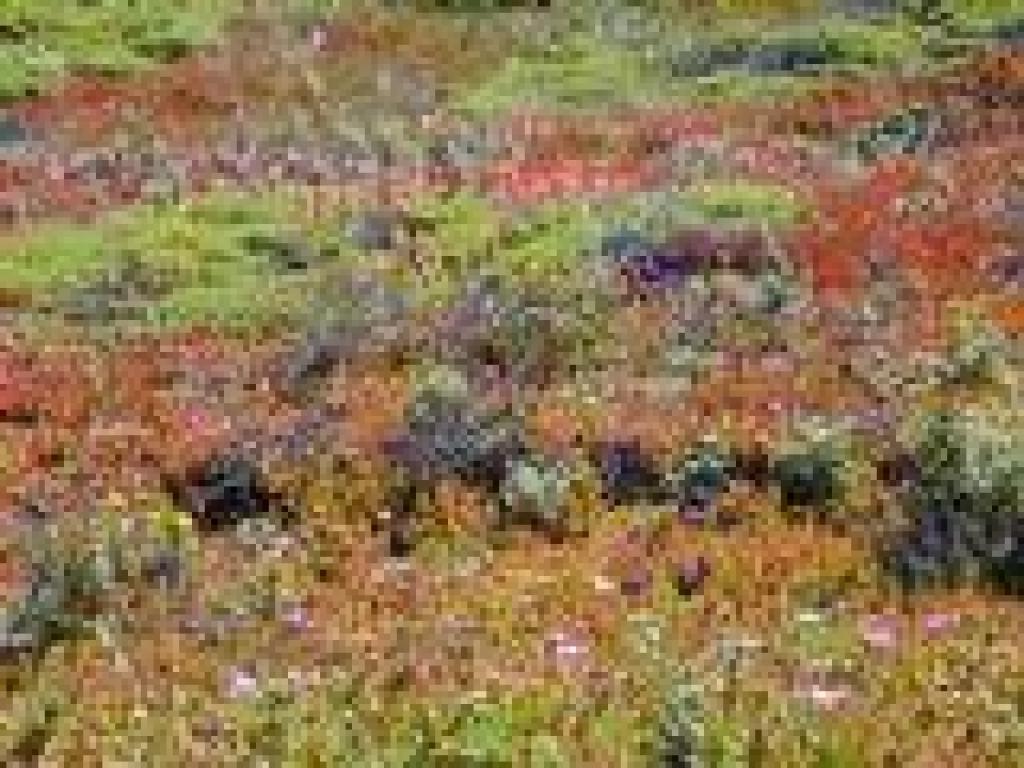 Paintbrush amid seafig