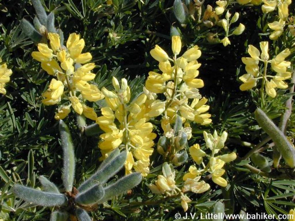 Bush Lupine