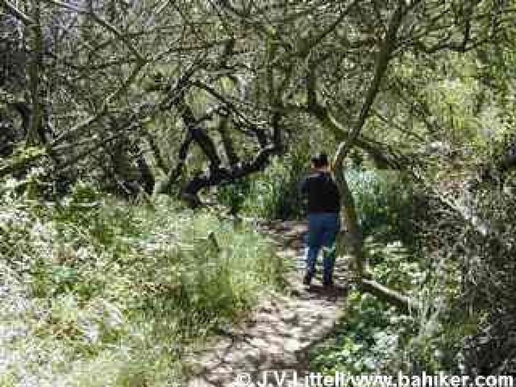 Creekside path