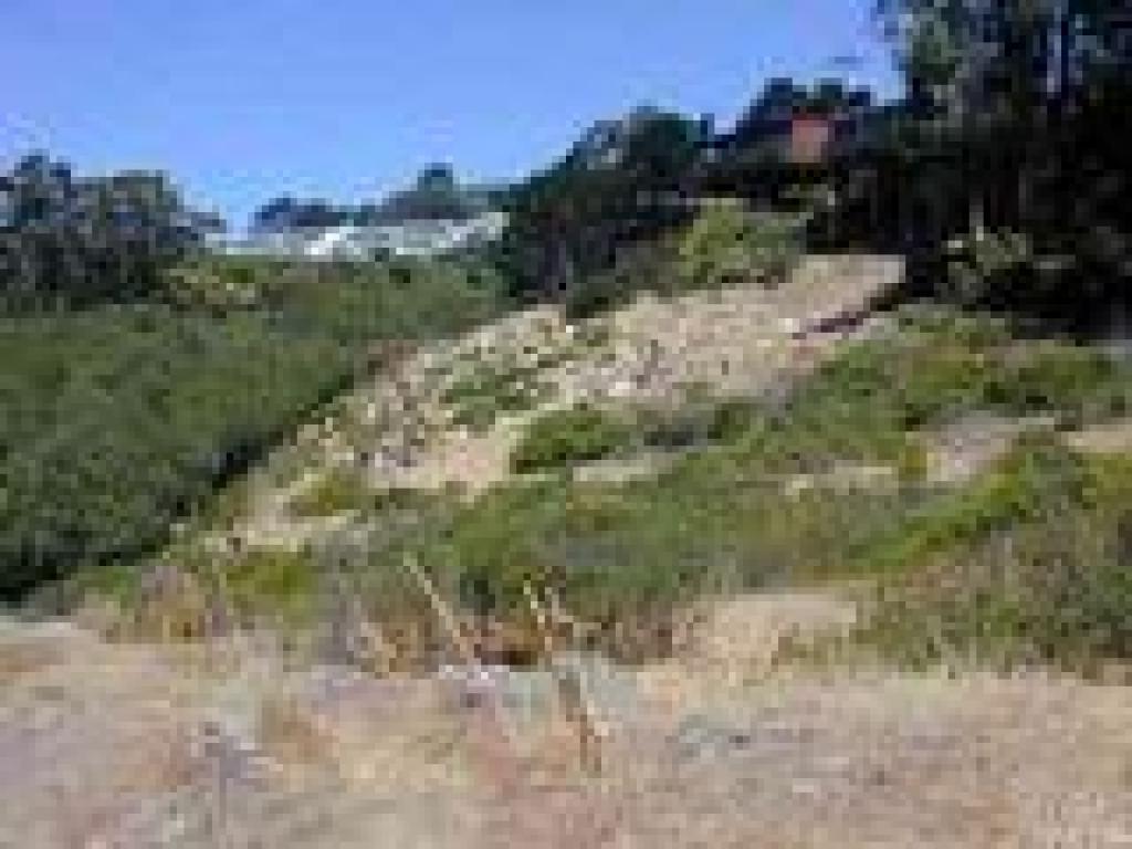 Goats on the hillside