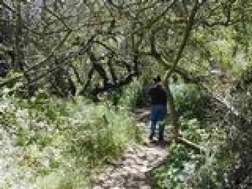 Returning on the creekside path