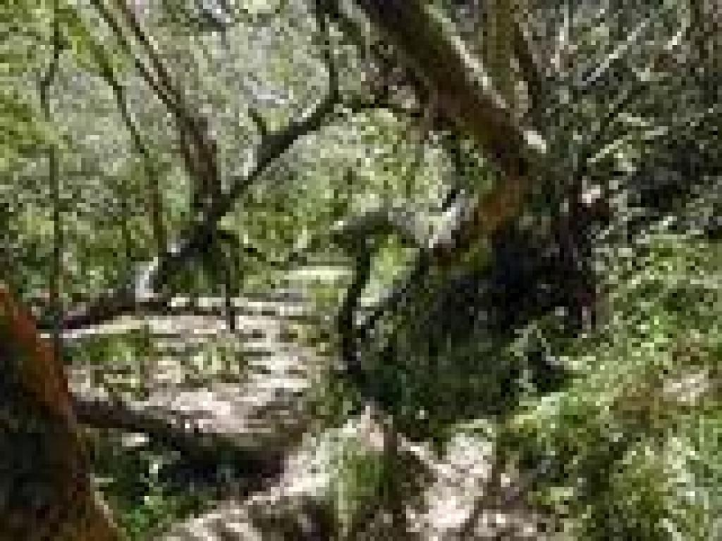 Willows shade the path