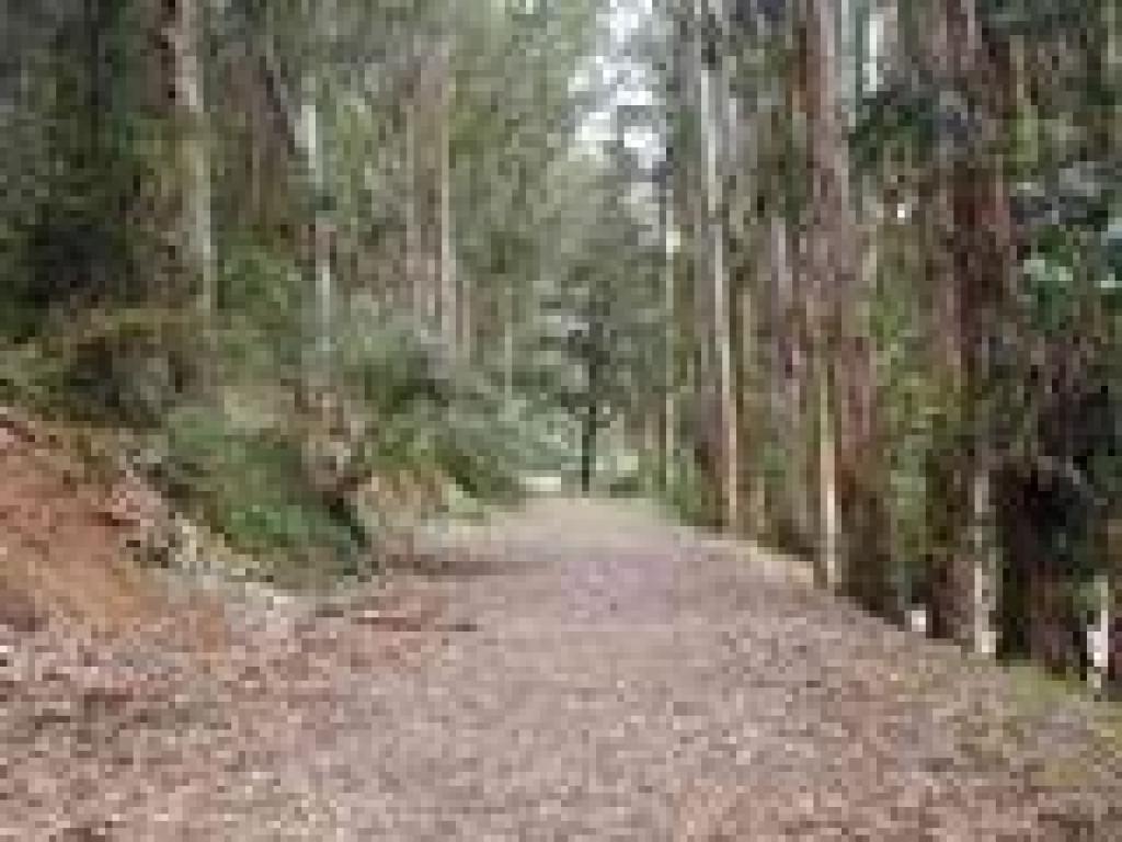 Under eucalyptus