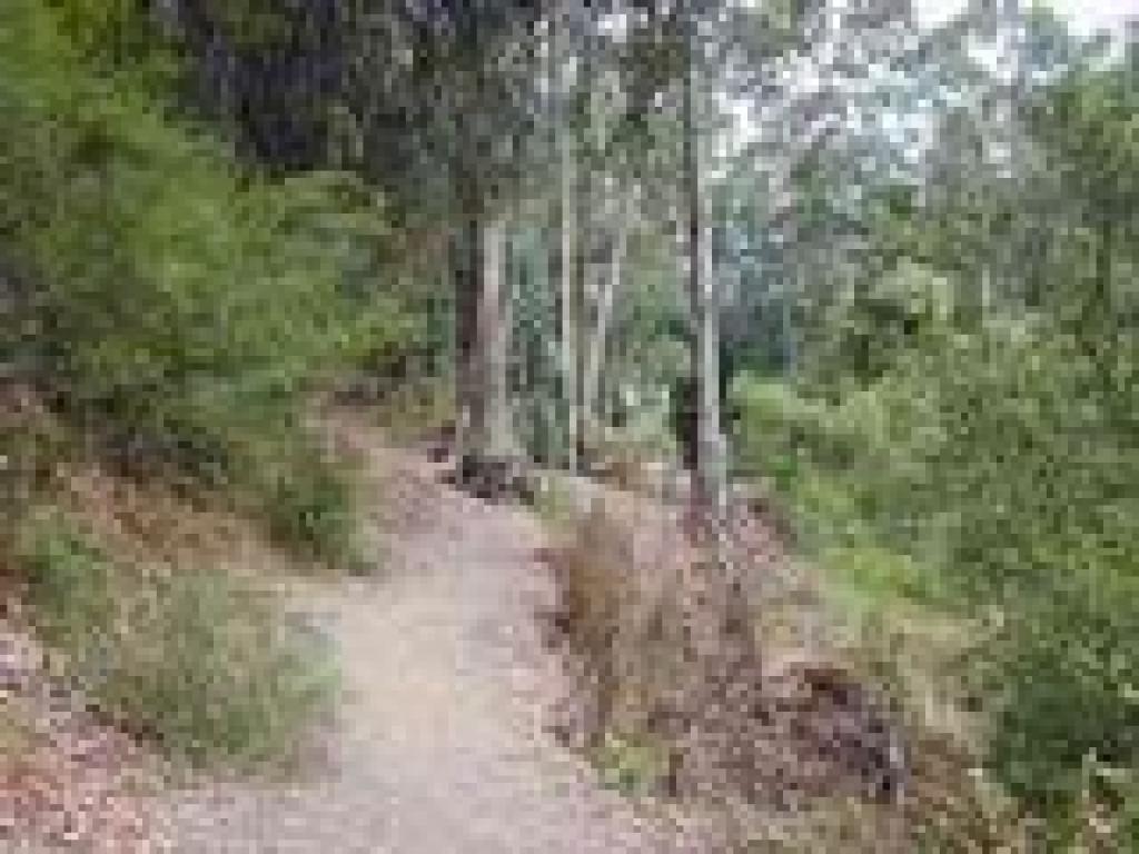 Trail