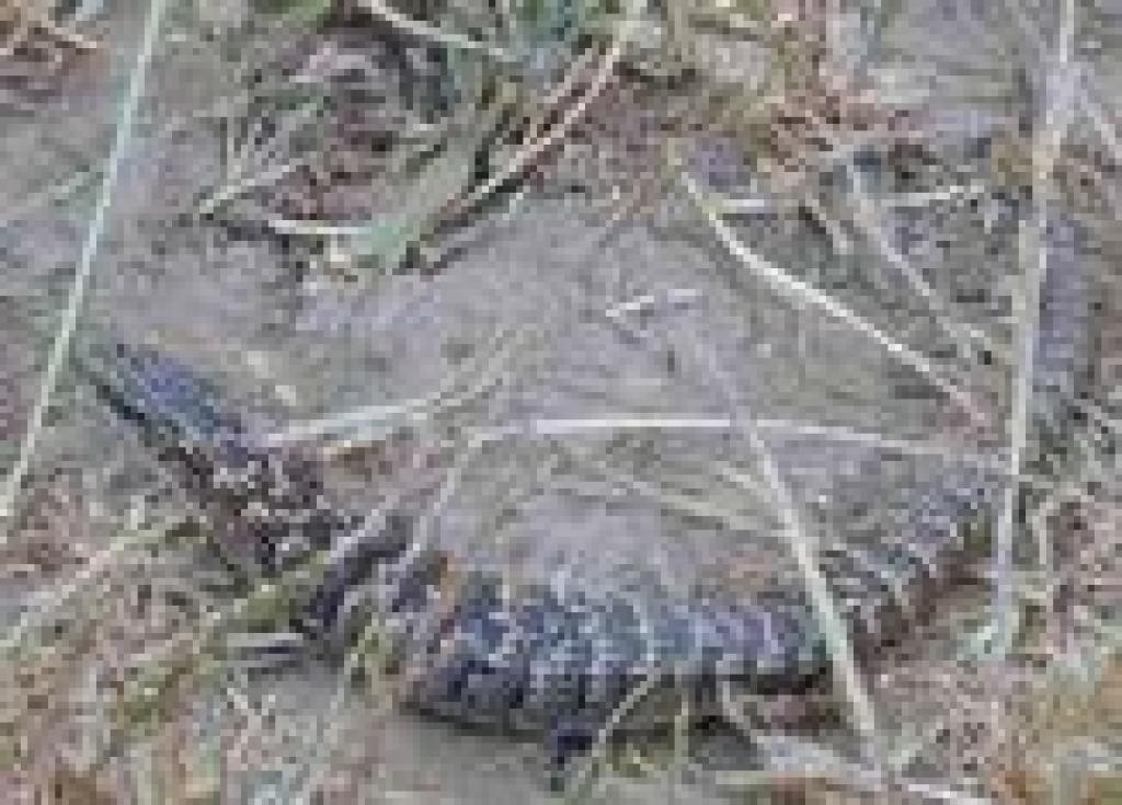 Skink