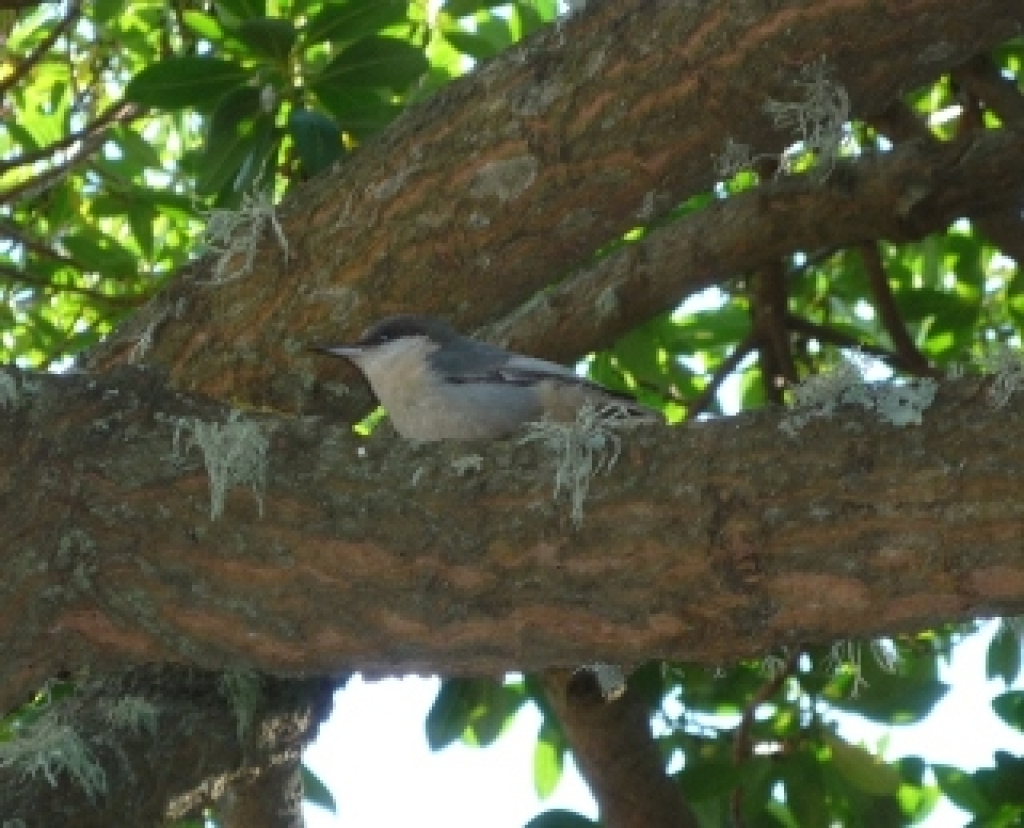 Pygmy nuthatch