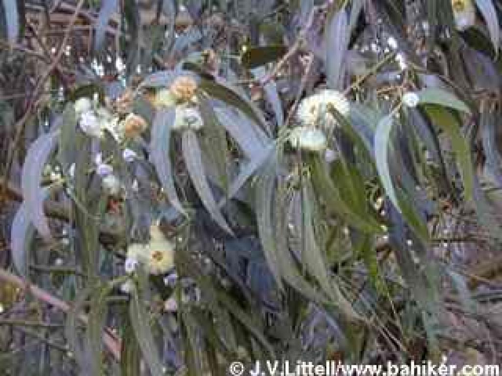 Eucalyptus photo