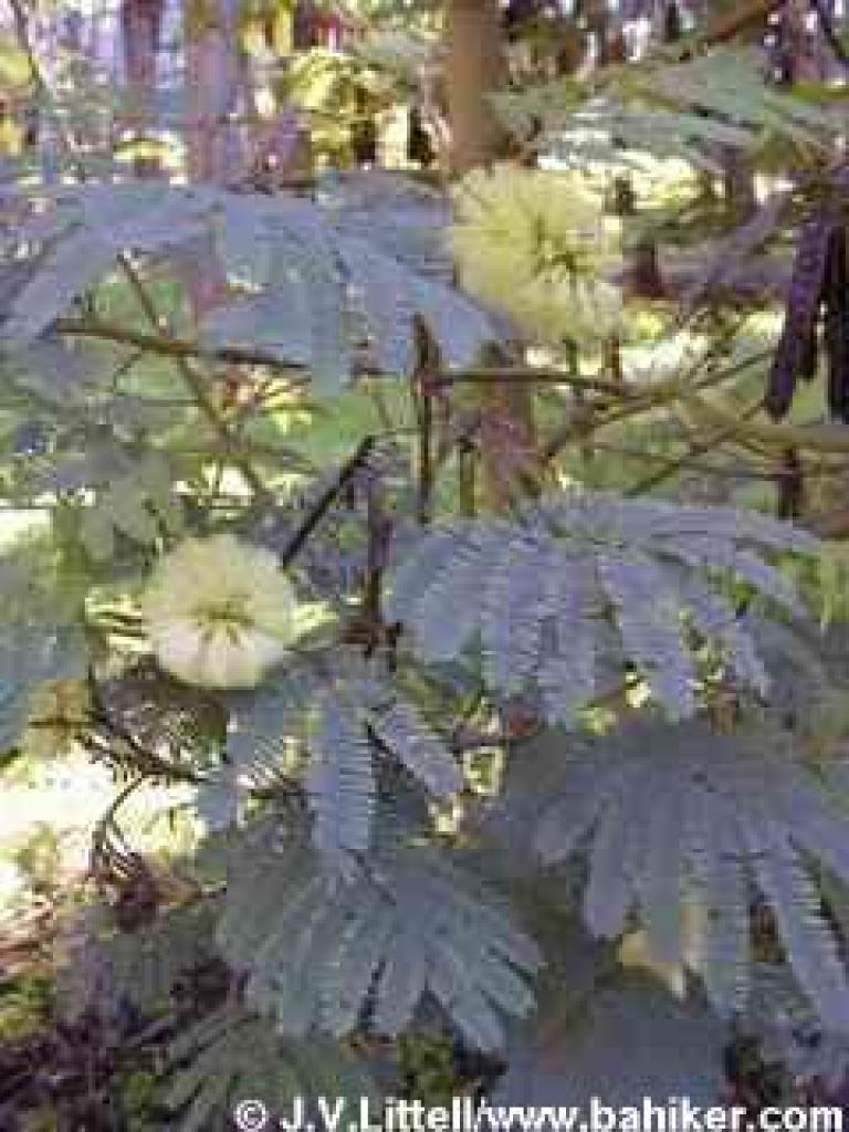 Acacia