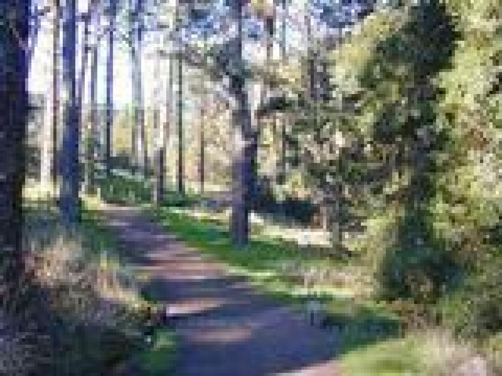 Woods