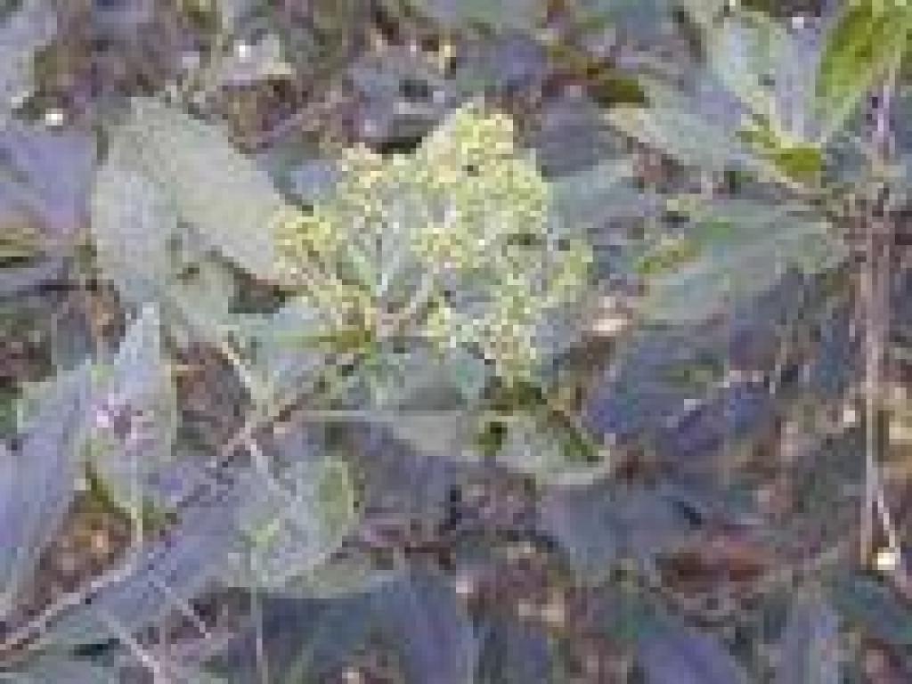 Toyon