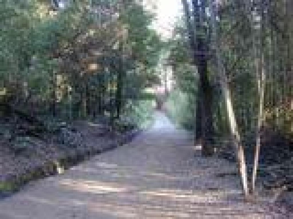 Trail