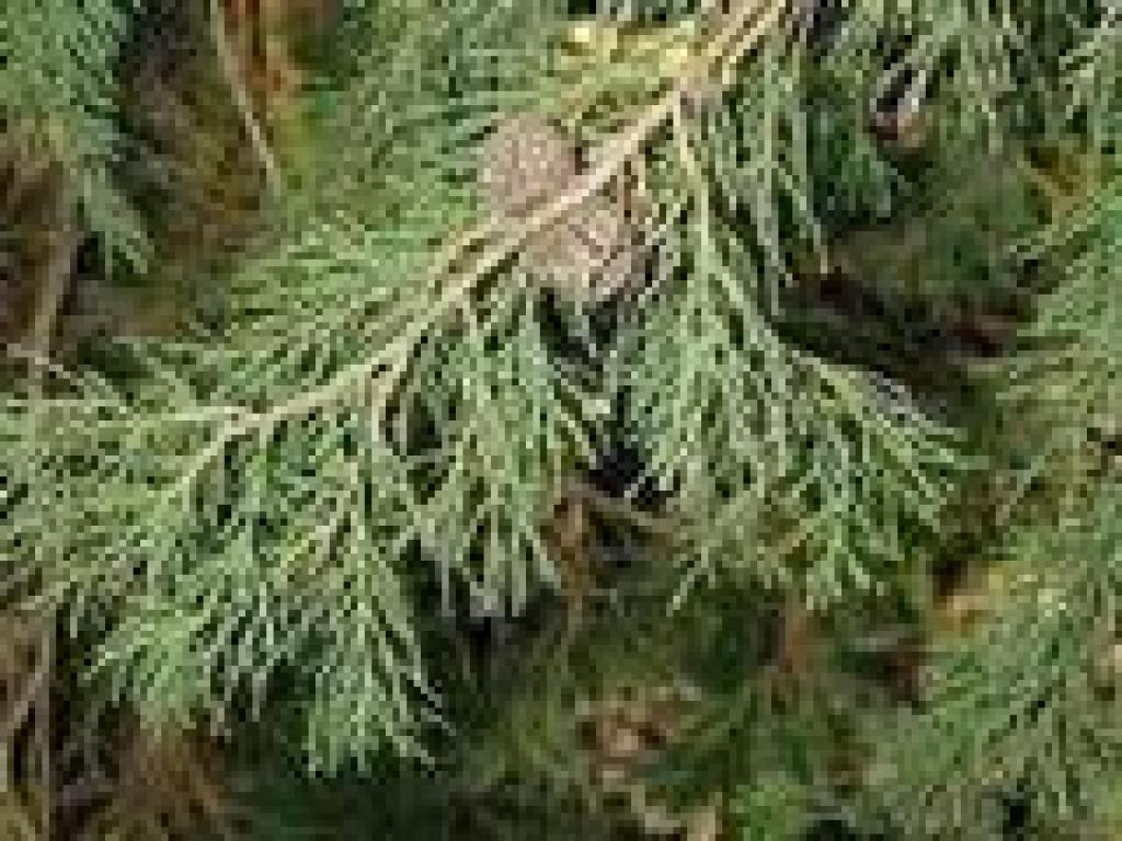 Cypress