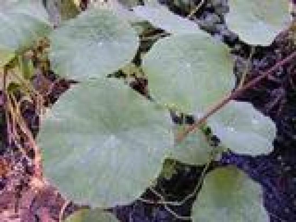 Nasturtium