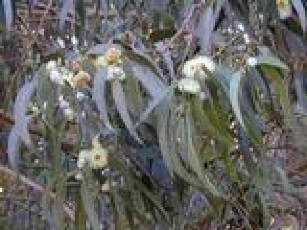Eucalyptus