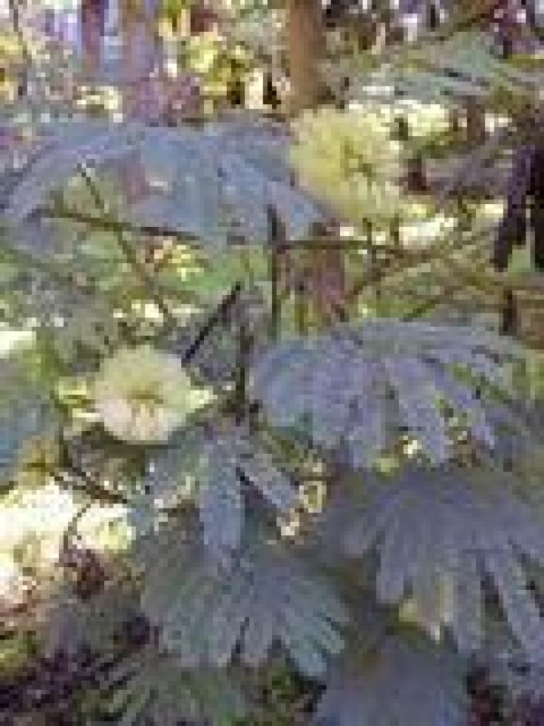 Acacia