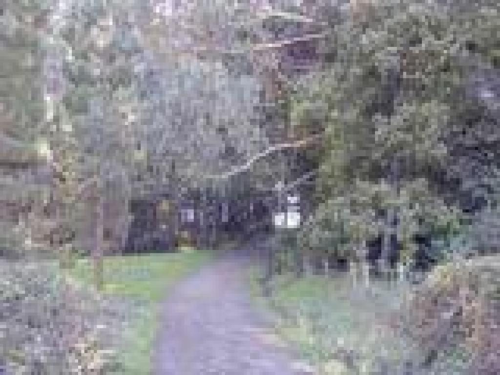 Woods