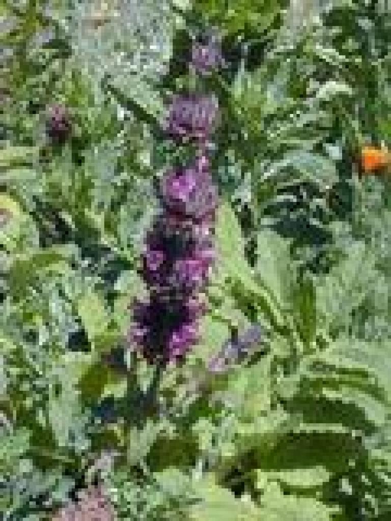 Hummingbird sage