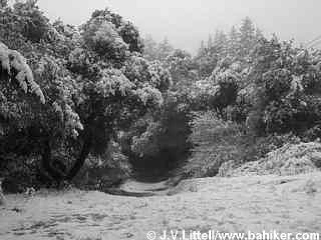 El Corte de Madera Open Space Preserve
