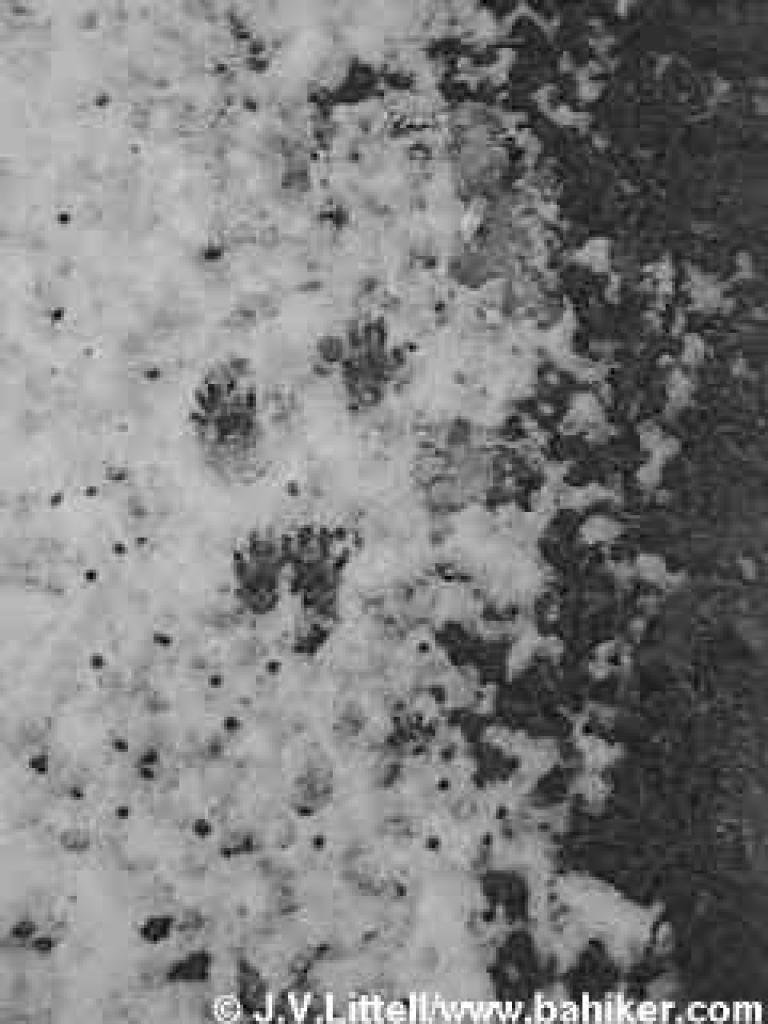 Animal Tracks