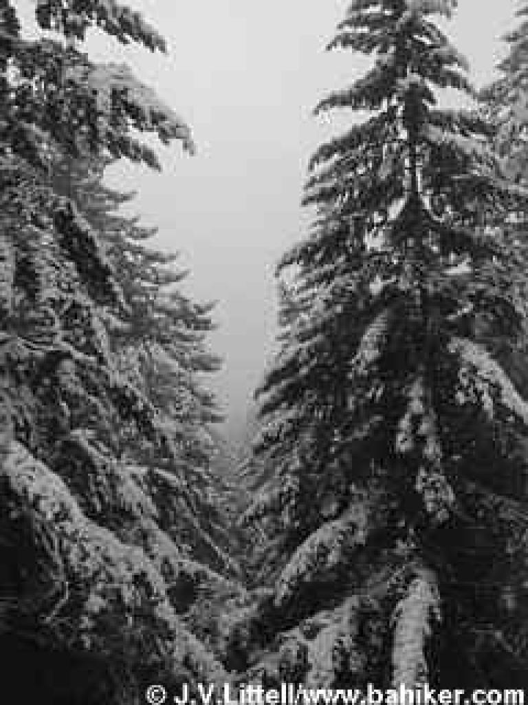 Snow coated trees