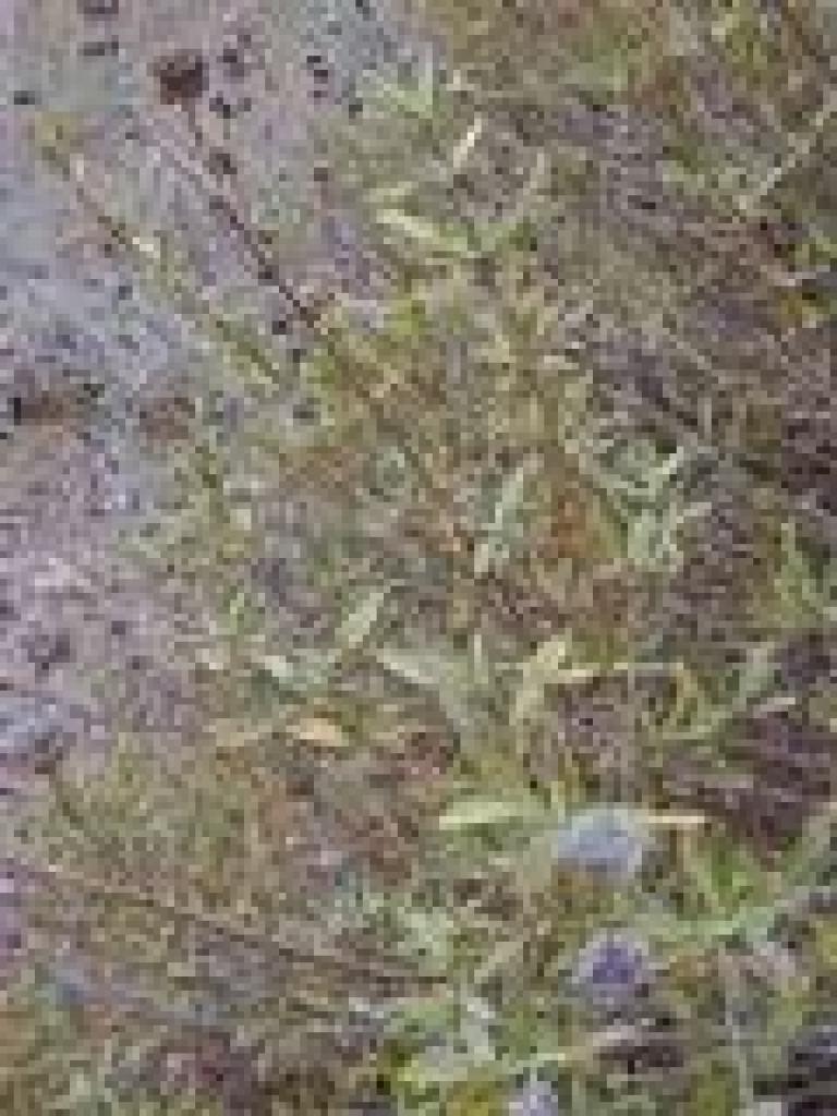 Black sage