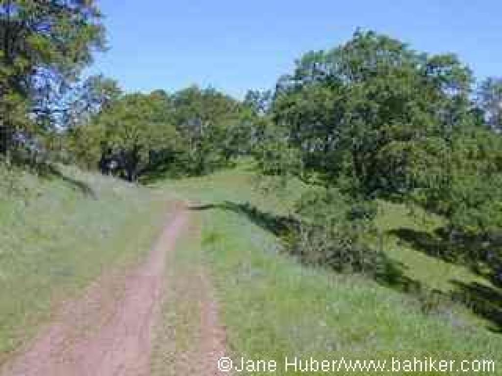 Blue oaks on Randol Trail