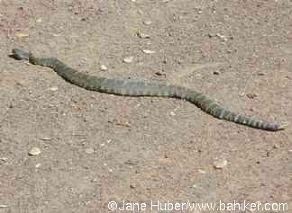 Rattlesnake