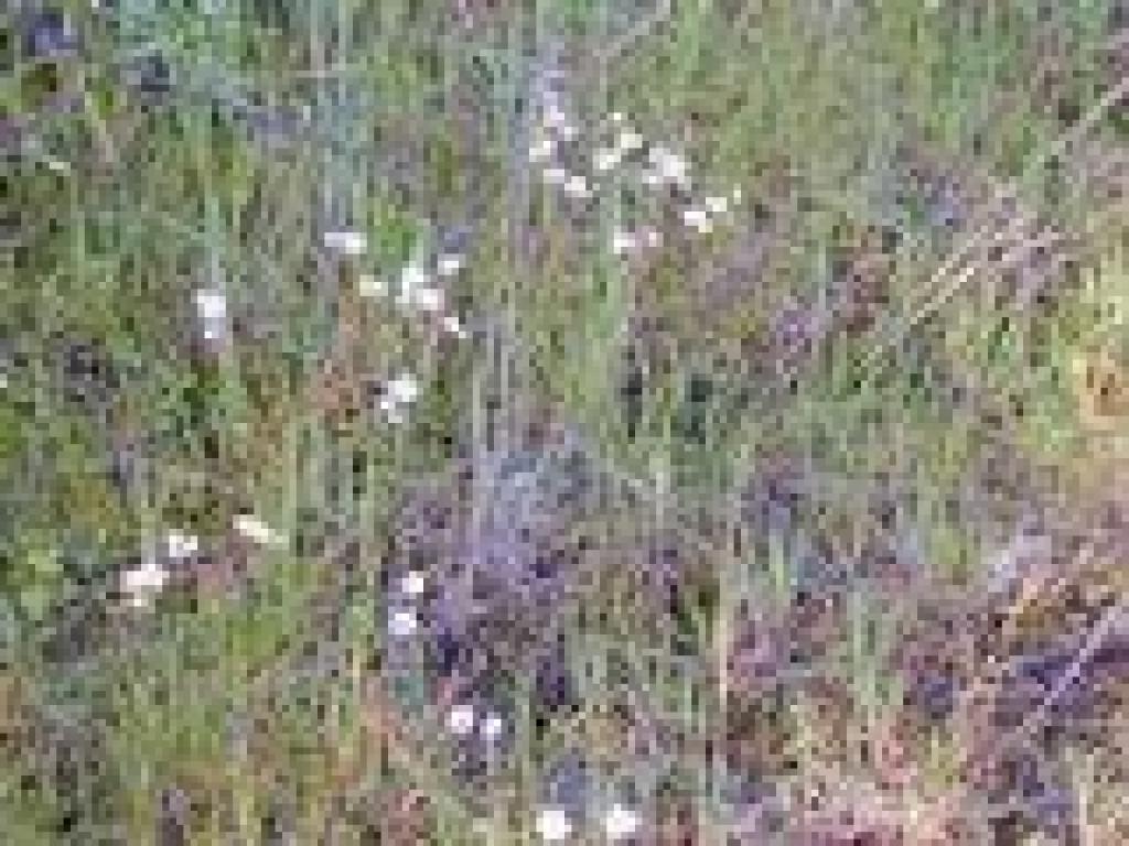 Saxifrage
