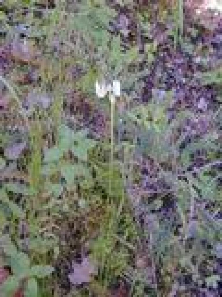 Padre's shooting star