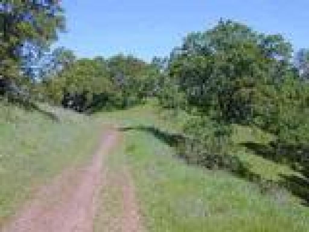 Blue oaks