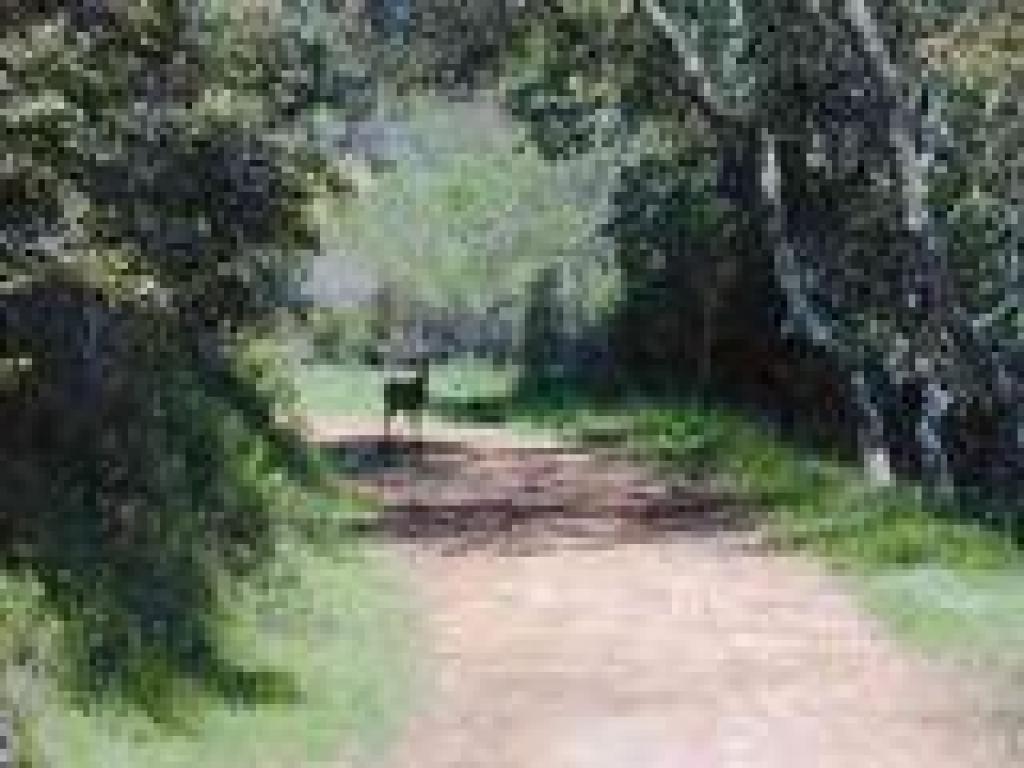 Deer
