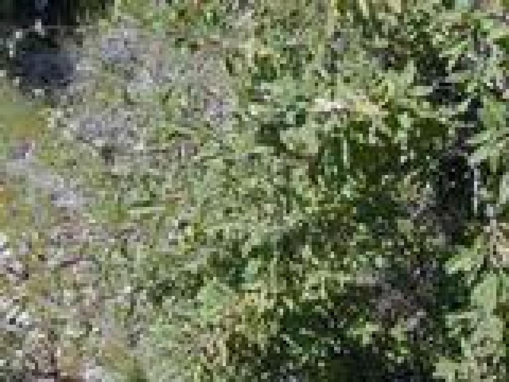 Black sage
