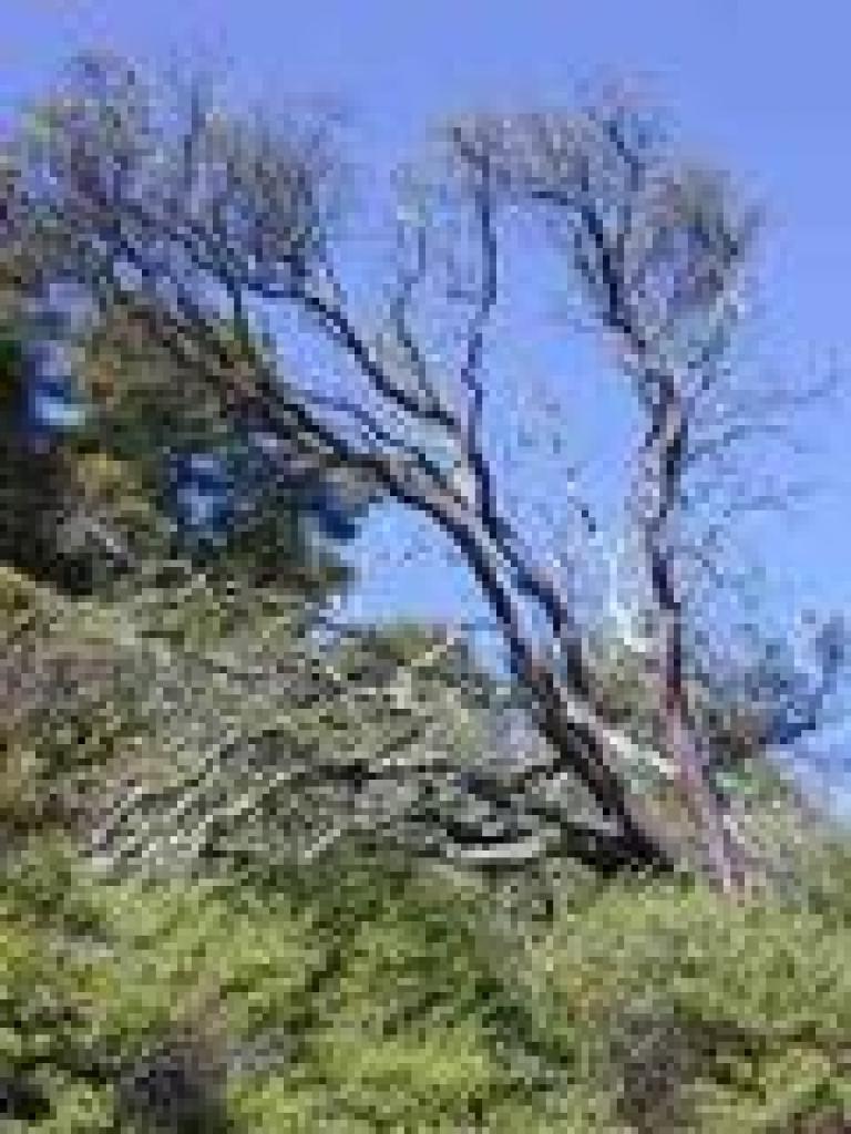 Manzanita