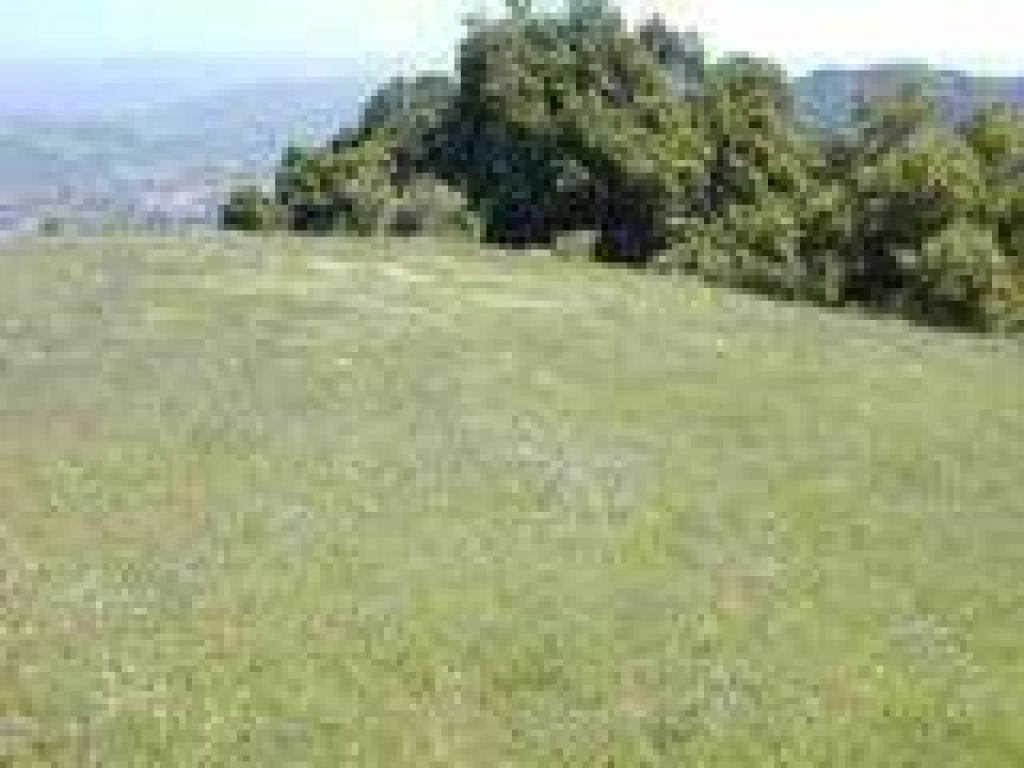 Flowers in the grassland