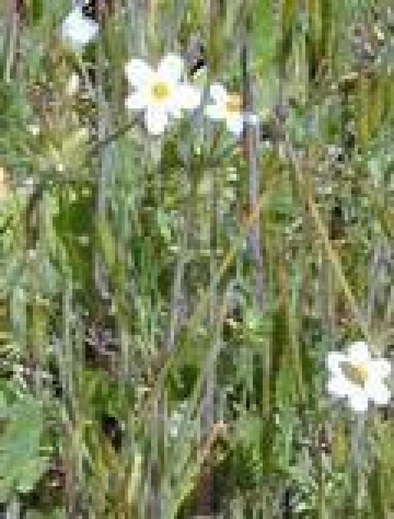 Small flowered linanthus