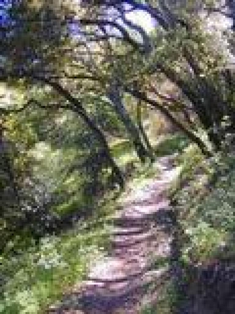 Prospect #3 Trail