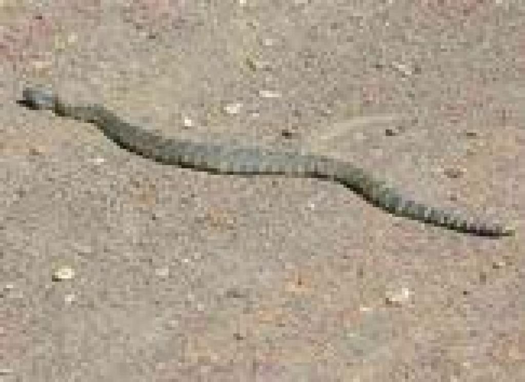 Rattlesnake