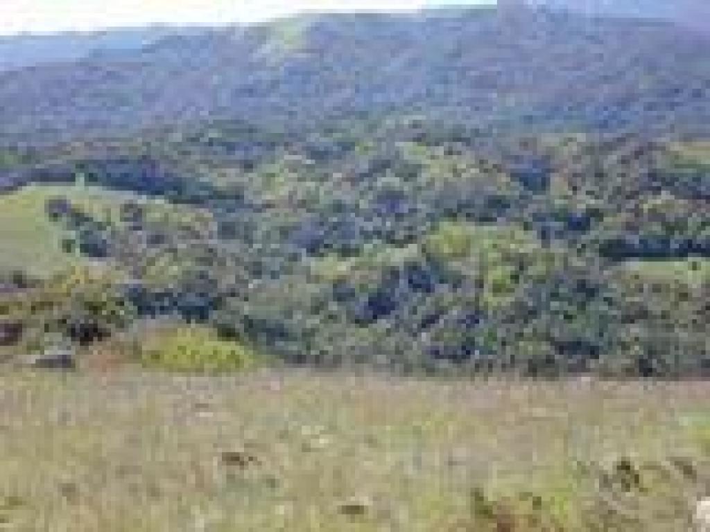 View to Bald Mountain