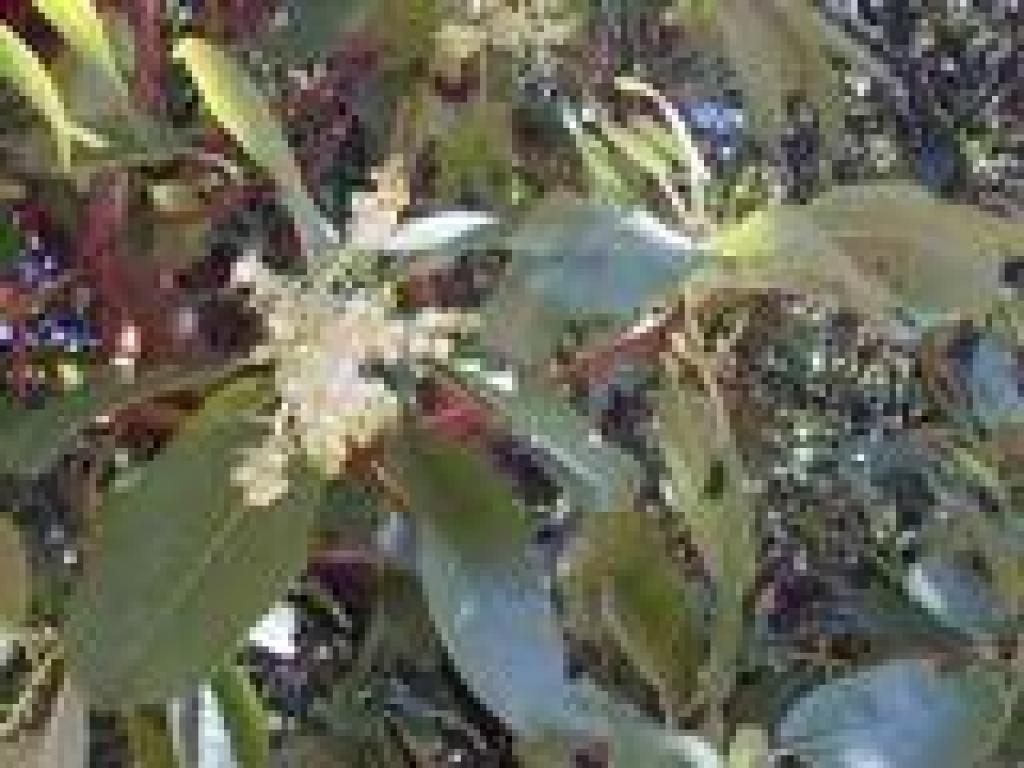 Blooming madrone