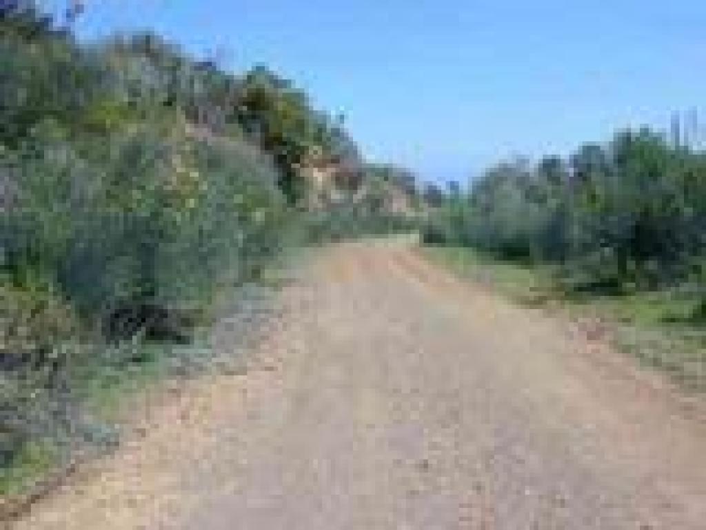 Broom lines the trail