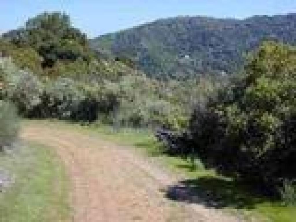 Manzanitas line the trail